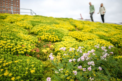 Plants growing on field