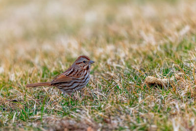 Bird perching on a field