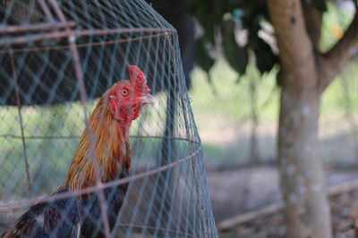 View of bird in cage