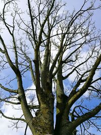 Low angle view of tree against sky