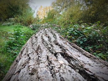 Close-up of tree trunk