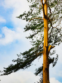 Low angle view of tree against sky in forest
