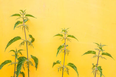 Close-up of plant against yellow wall