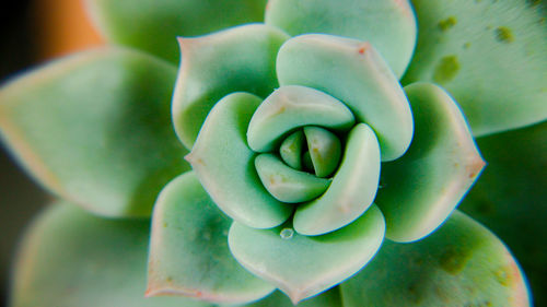 Close-up of flower