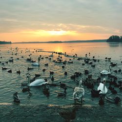 Swans swimming in lake against sky during sunset