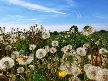 View of flowering plants on field against sky