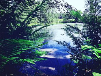 Reflection of trees on water