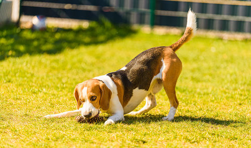 Dog having fun in the backyard. canine background outdoors.