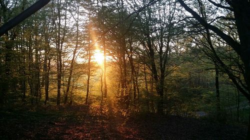 Sun shining through trees in forest