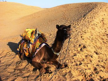 View of a horse on sand