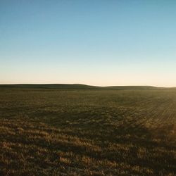 Scenic view of field against clear sky