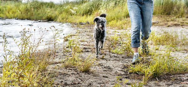 Woman faceless running along lake shore with mixed breed dog travel and hiking with pets dog walking