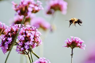 Close-up of bee pollinating on purple flower