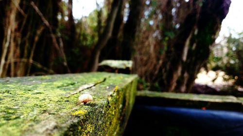 Close-up of tree trunk