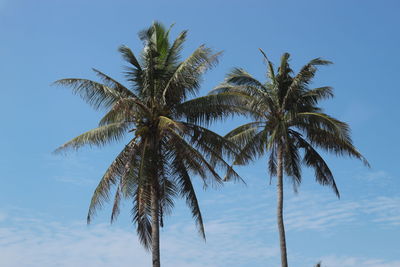 Low angle view of palm trees against sky