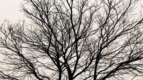 Low angle view of bare tree against sky