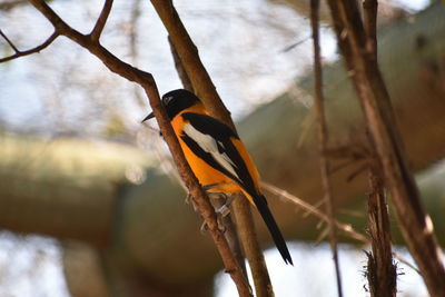 Close-up of bird perching on branch