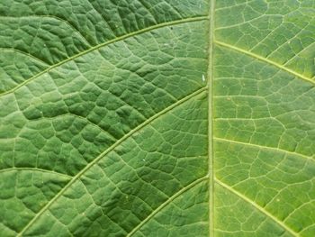 Macro shot of leaf