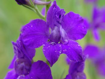 Close-up of purple flowers with water drops