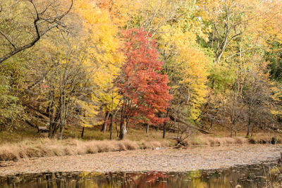 Trees in forest during autumn