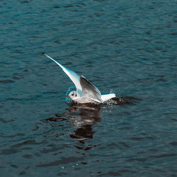 View of birds swimming in sea