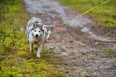 Dog running on field