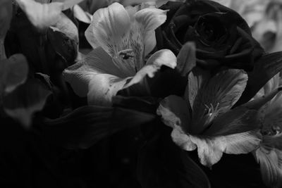 Close-up of flowers blooming outdoors