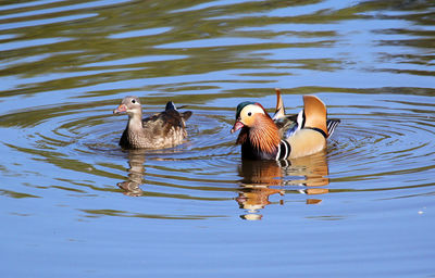 Romantic duck pair