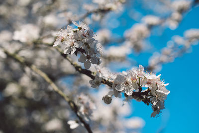 Close-up of cherry blossoms on tree