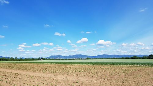 Scenic view of agricultural field against blue sky