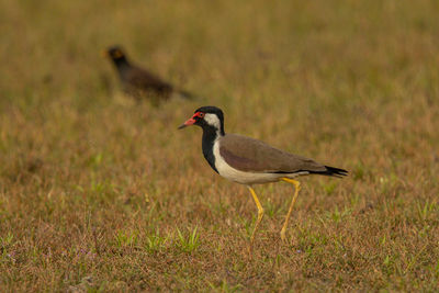 Bird perching on a field