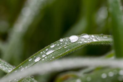 Close-up of raindrops on leaf