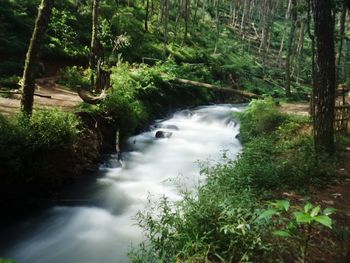 Stream flowing amidst trees in forest