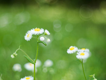 Close-up of white dandelion flowers growing in field