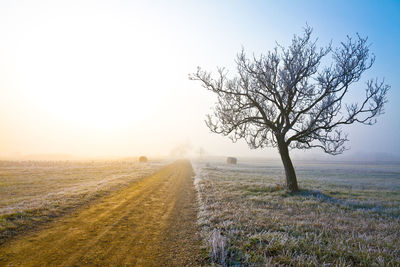 Bare tree on field against clear sky