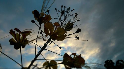 Low angle view of flowers against sky