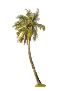 Close-up of coconut palm tree against sky