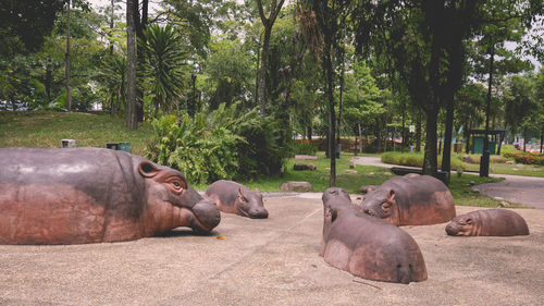 View of sheep resting on ground