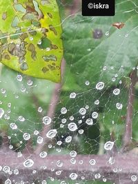 Full frame shot of water drops on spider web