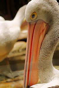 White pelican bird headshot photo
