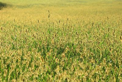 Crops growing on field