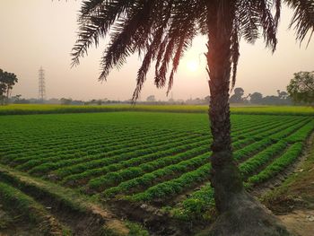 Scenic view of field against sky during sunset