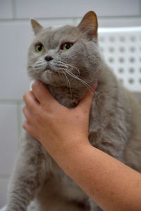 Close-up of hand holding cat