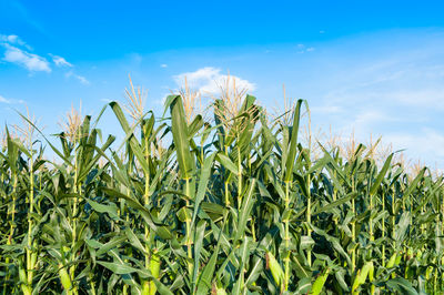 View of stalks in field against blue sky