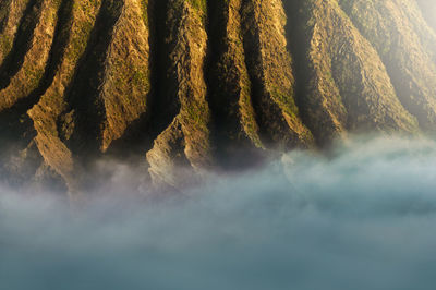 Close-up of plants against sky