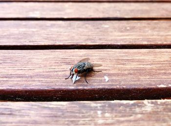 High angle view of bird on wood