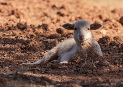 Lamb resting in the shadow during the heat peek.