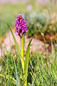 Close-up of purple flowering plant