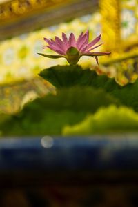 Close-up of water lily blooming in lake