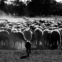 Rear view of silhouette man standing on field
